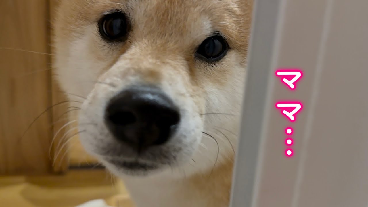 愛犬のせいでゆっくりお風呂に浸かれません…