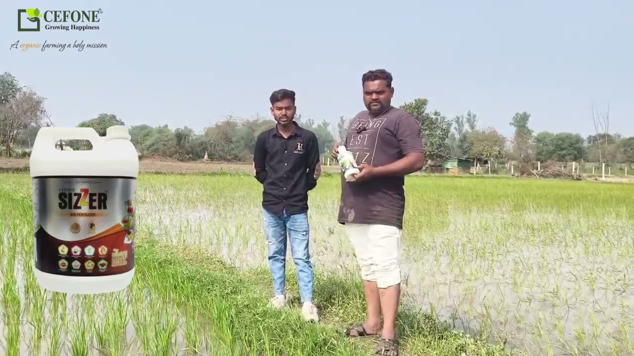 ડાંગરમાં રાસાયણિક ખાતર ઓછું વાપરો અને ઓર્ગેનિક ખેતી કરો.🌾 || Exilent Result in Paddy Crop SIZZER..🌾💯