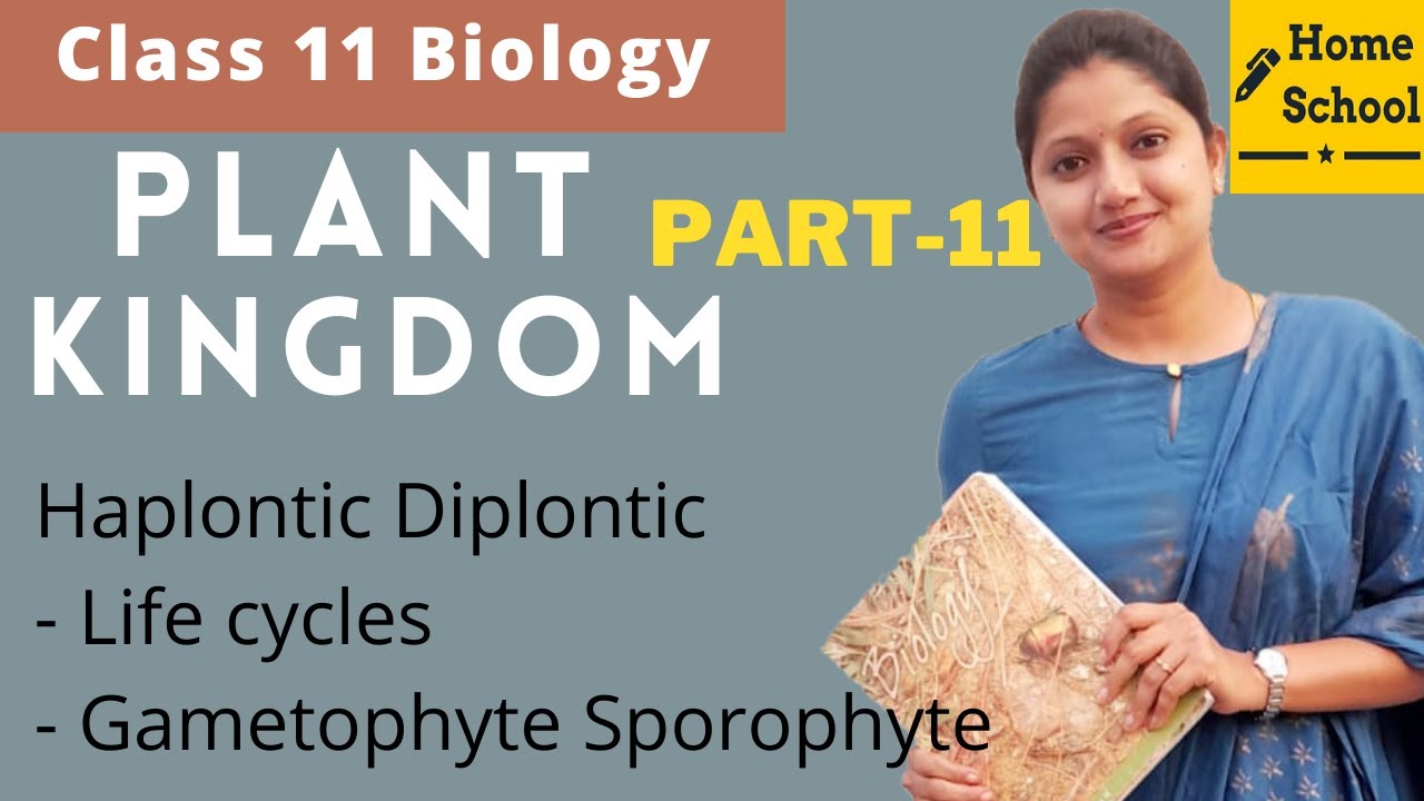 Plant kingdom | Class 11 Biology | Haplontic Diplontic | Part 11