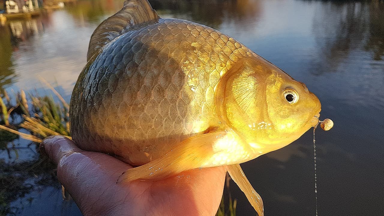 Žvejyba hybrid feederiu