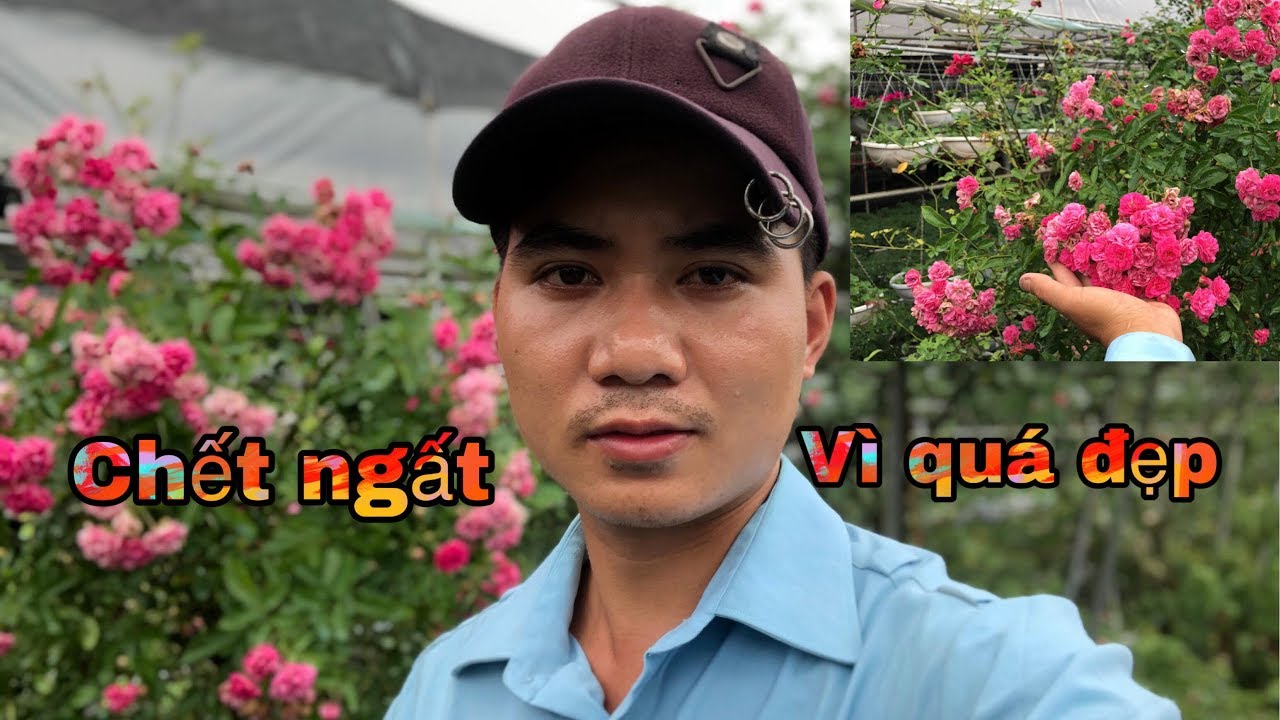 NGẤT VỚI C&Acirc;Y TREE ROSE  OTTO LINE chuẩn garden tv