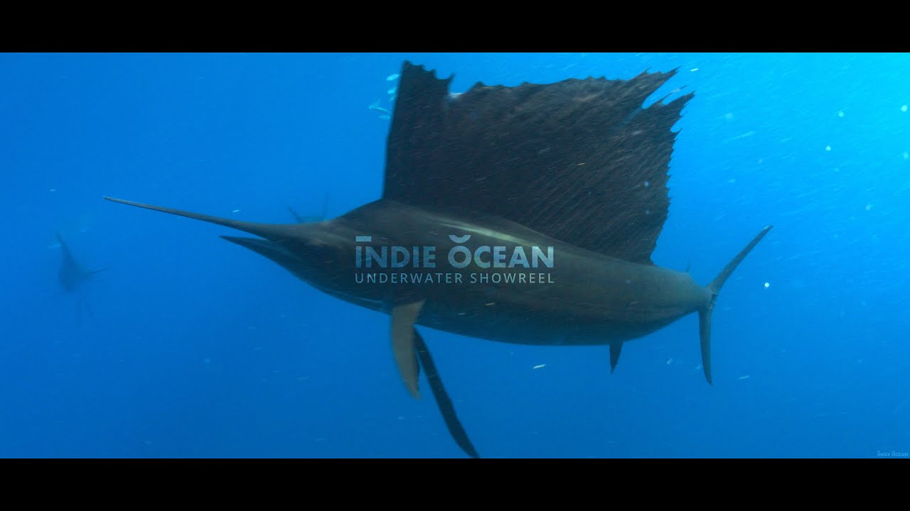 Miru Kim | Underwater Showreel 2023