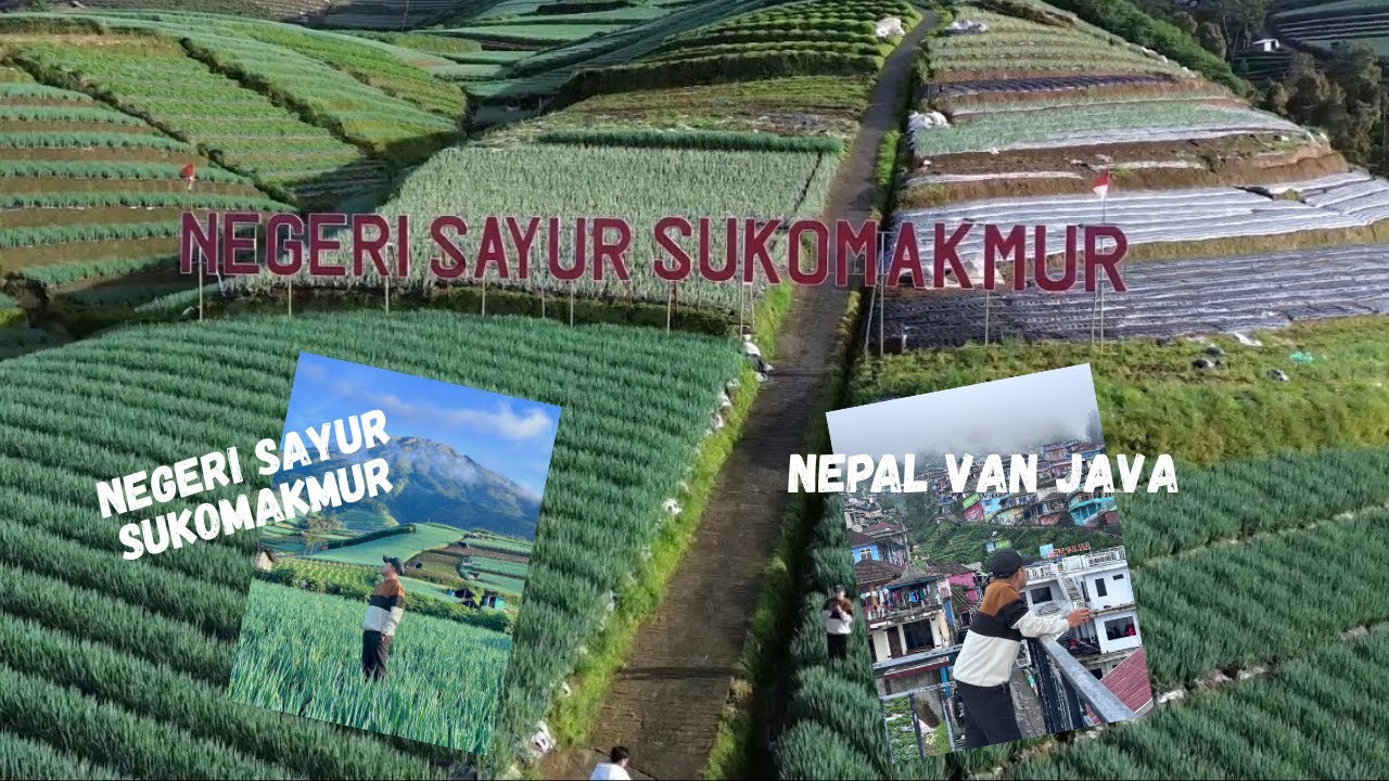 Menikmati Udara Pagi di Kebun Sayur Suko Makmur, Magelang | Lingarjati Trip