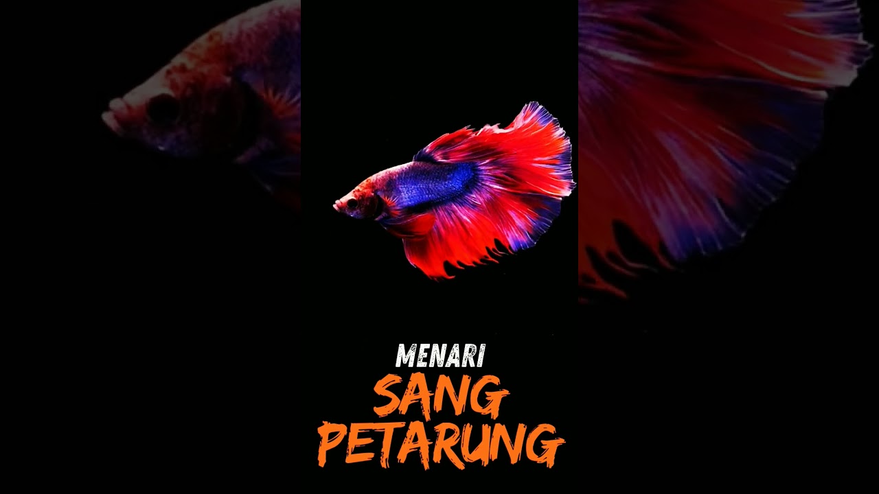 Ikan Cupang II Menyala Sang Petarung