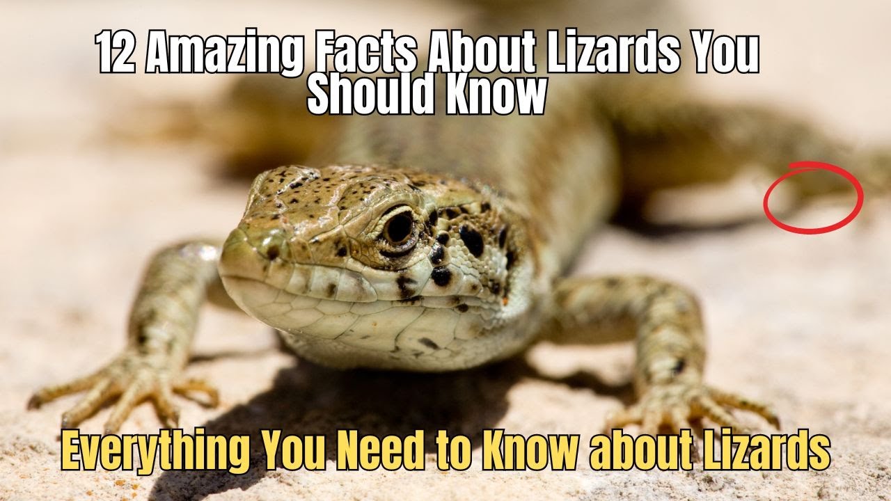 ❗12 Amazing Facts About Lizards You Should Know 🦎