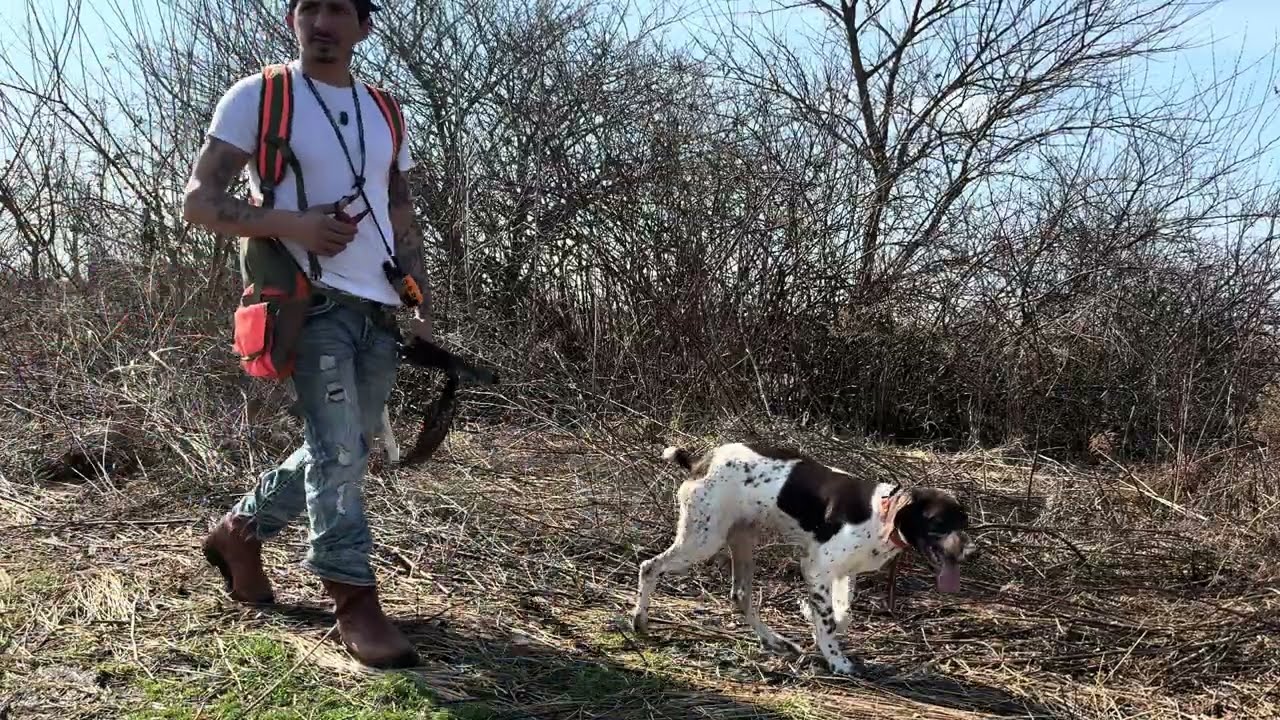 Buscando faisanes 🐶🐓