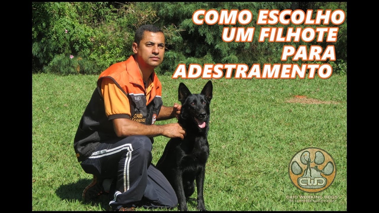 Como escolho um filhote para adestramento top