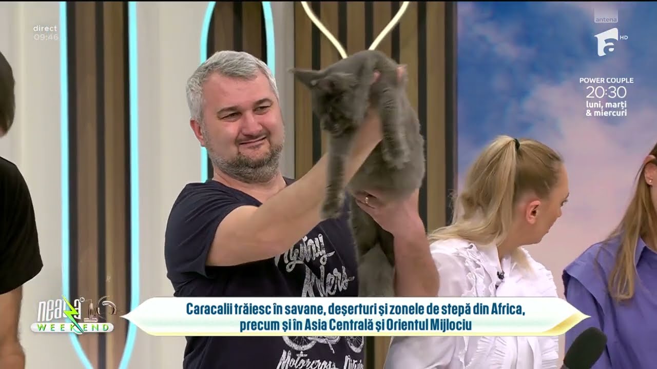 Cele mai frumoase pisici, în platoul de la Super Neatza de Weekend