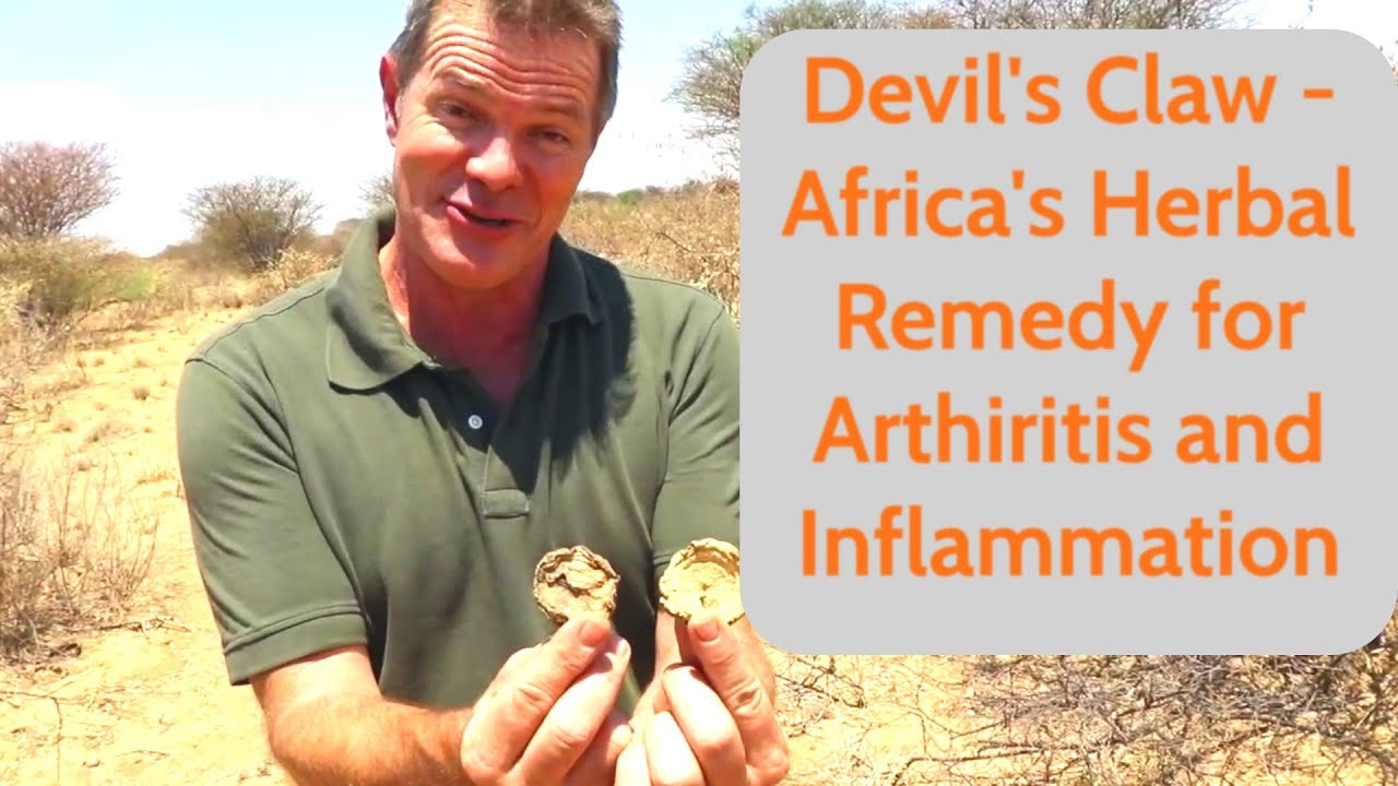 Devil’s Claw -  Africa’s Herbal Remedy for Arthritis and Inflammation