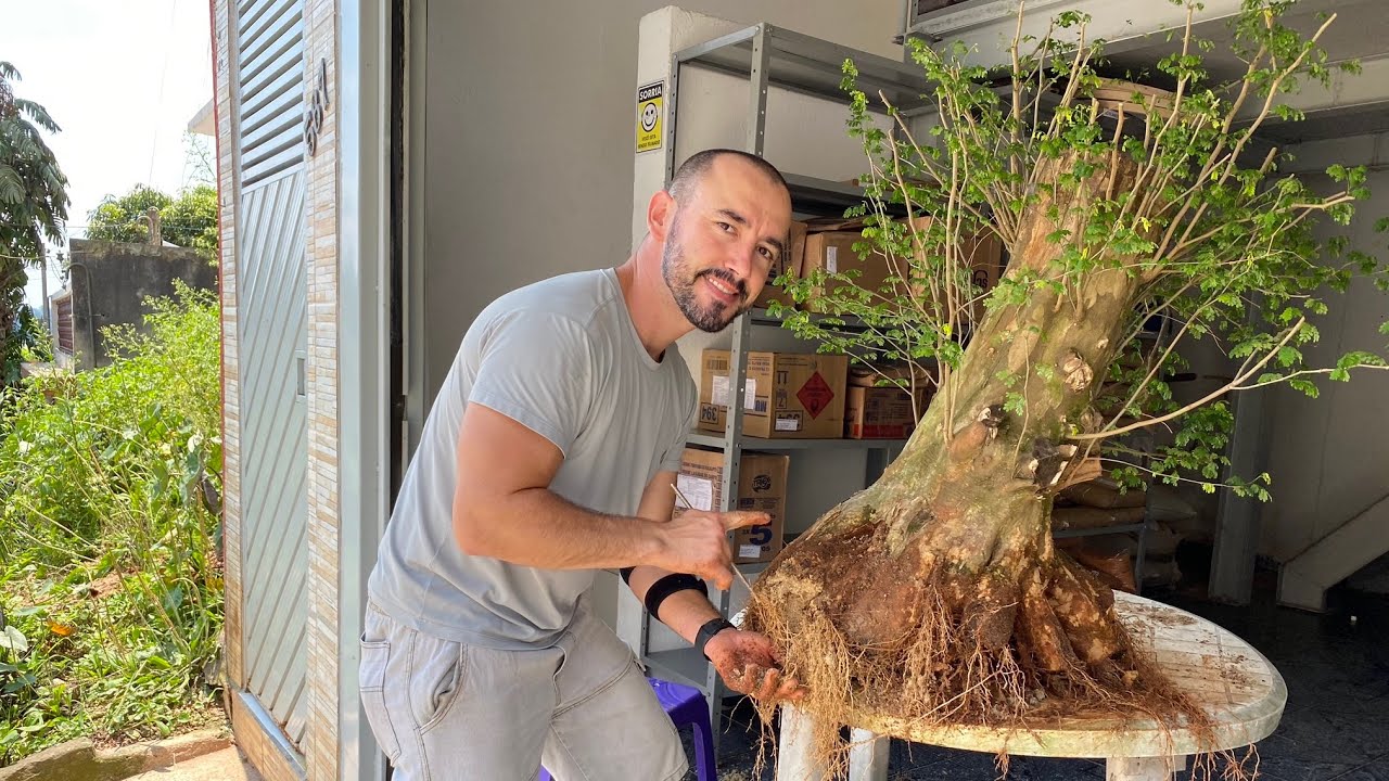 COMO TRANSFORMAR ÁRVORE EM BONSAI | PITHECO THOR Parte 5