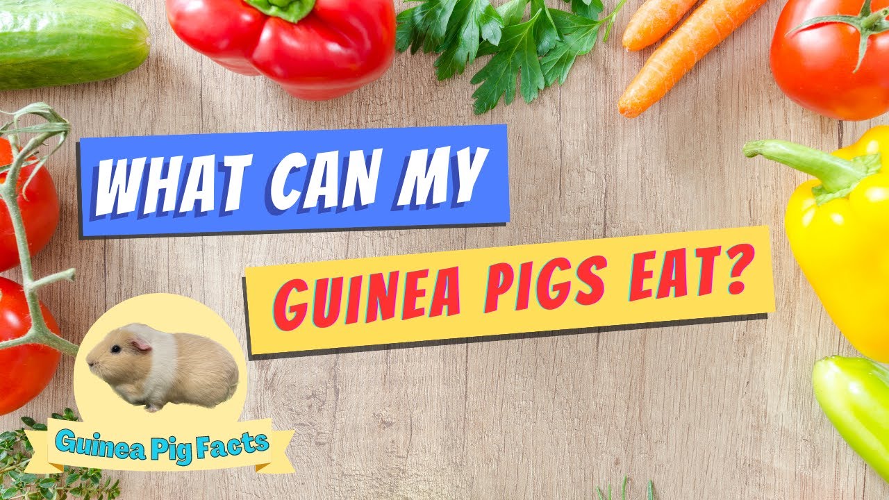 What FOOD Guinea Pigs can have in their Diet - 20 SAFE Vegetables