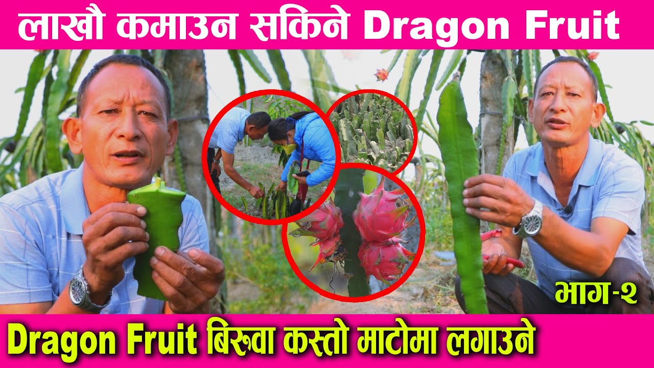 लाखौ कमाउन सकिने dragon fruit को खेति गर्ने तरिका कस्तो माटोमा राम्रो हुन्छ   dragon fruit in Nepal