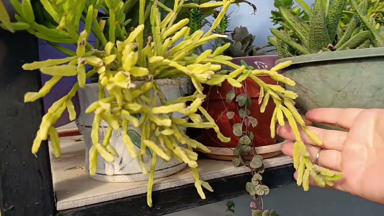 Zekiye ablanın serası 2