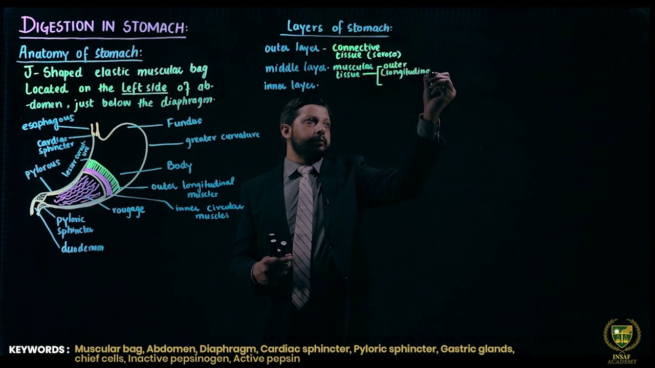 Digestion in stomach ( Part 01 )  || 11TH BIOLOGY || CHP 12 || LECTURE 19 ||