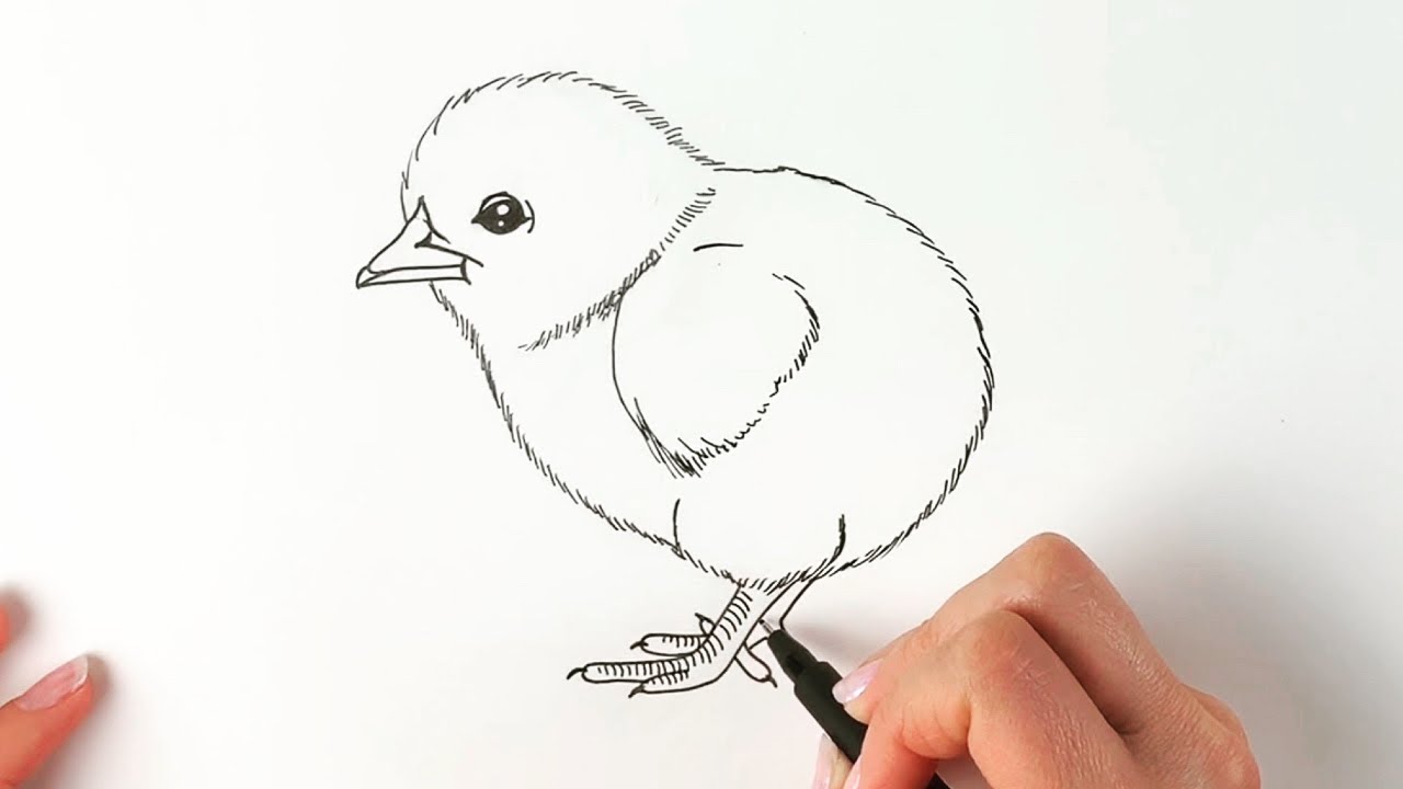 Рисуем цыпленка шаг за шагом легко