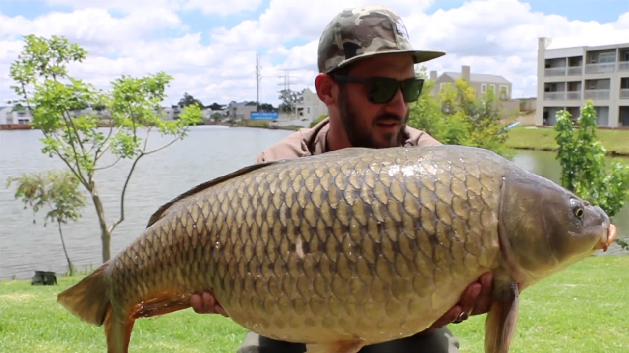 City Carp Sessions - Karpioene 2018