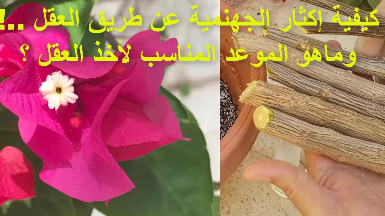 كيفية إكثار الجهنمية عن طريق العقل  والموعد المناسب لأخذ العقل      15 سبتمبر 2019