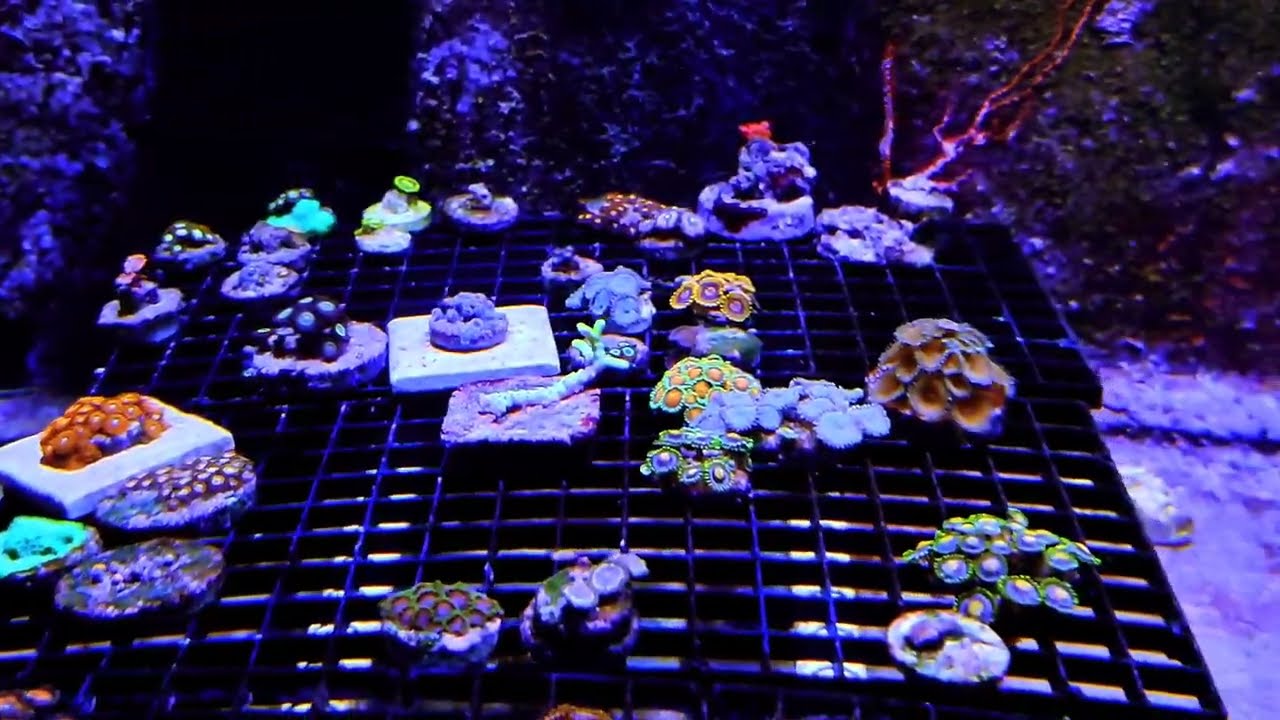 Update my reef tank 16/03/2026 