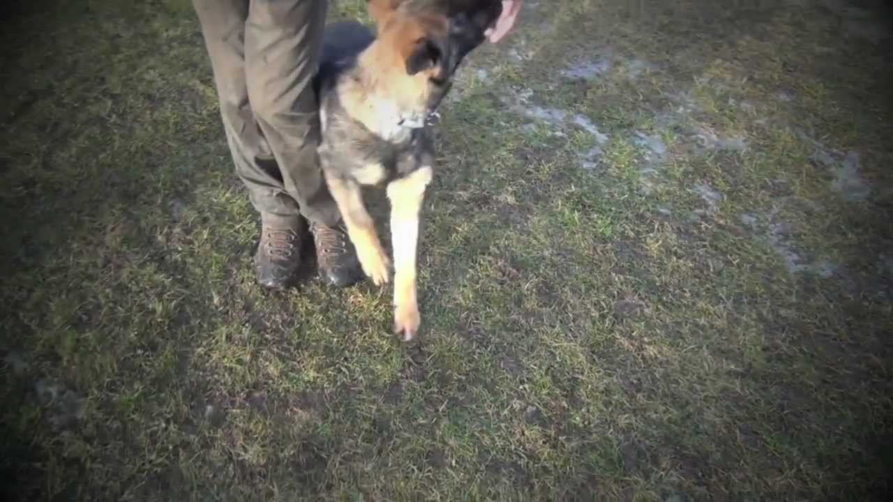 Gringio Vikar - 5 months - obedience
