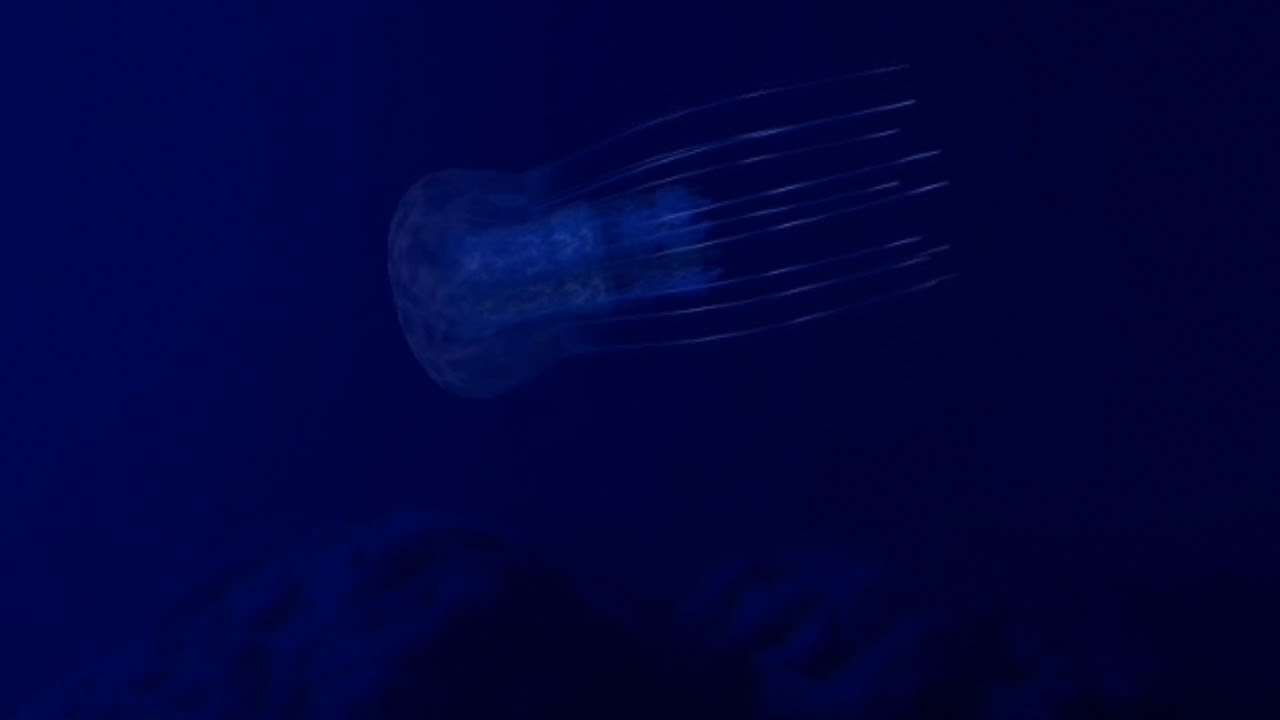 Yellyfish #Quallen Underwatersound #fishtank relaxing #ambience Schlaf Konzentration Entspannung 