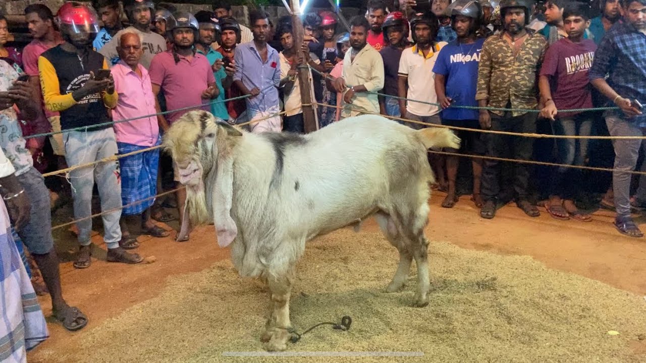 யாழ் கவுணாவத்தை வேள்வியில் குவிந்த பல்லாயிரக்கணக்கான மக்கள் | 1000 கணக்கான கிடாய் | 2023