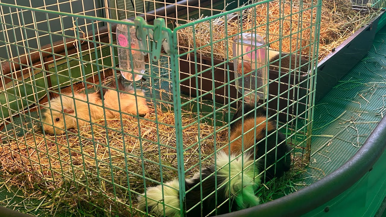 【池田動物園公式】ふれあい広場のモルモットたち〜1時間耐久ライブ配信〜