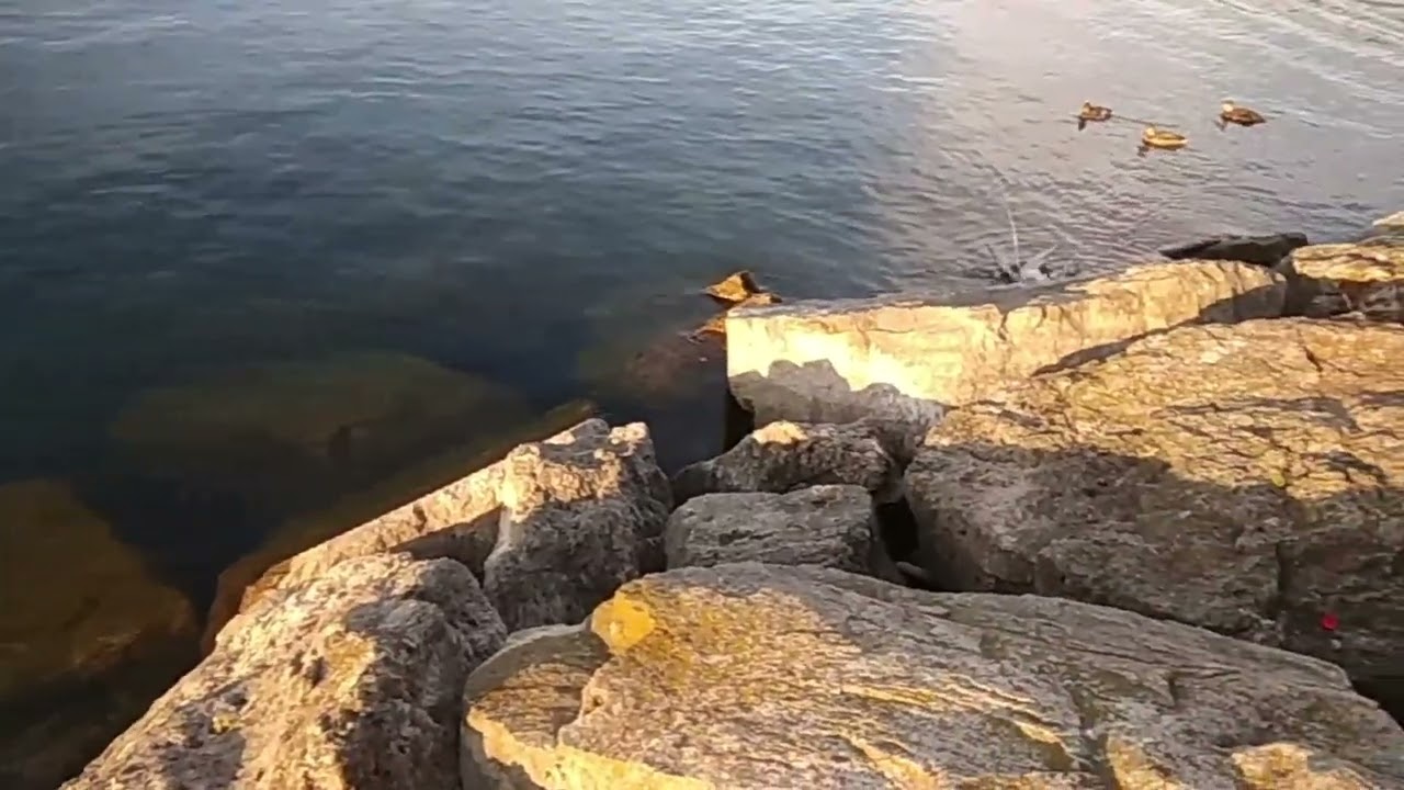 Mississauga Lakeshore Promenade Park 🌳 | A Nature Lover's Paradise 🌊✨