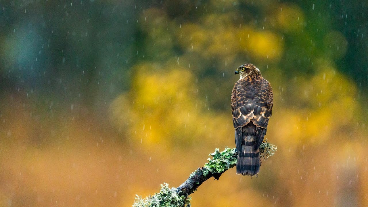 Sparrow Hawk vs. Eurasian Jay 4k Slowmotion