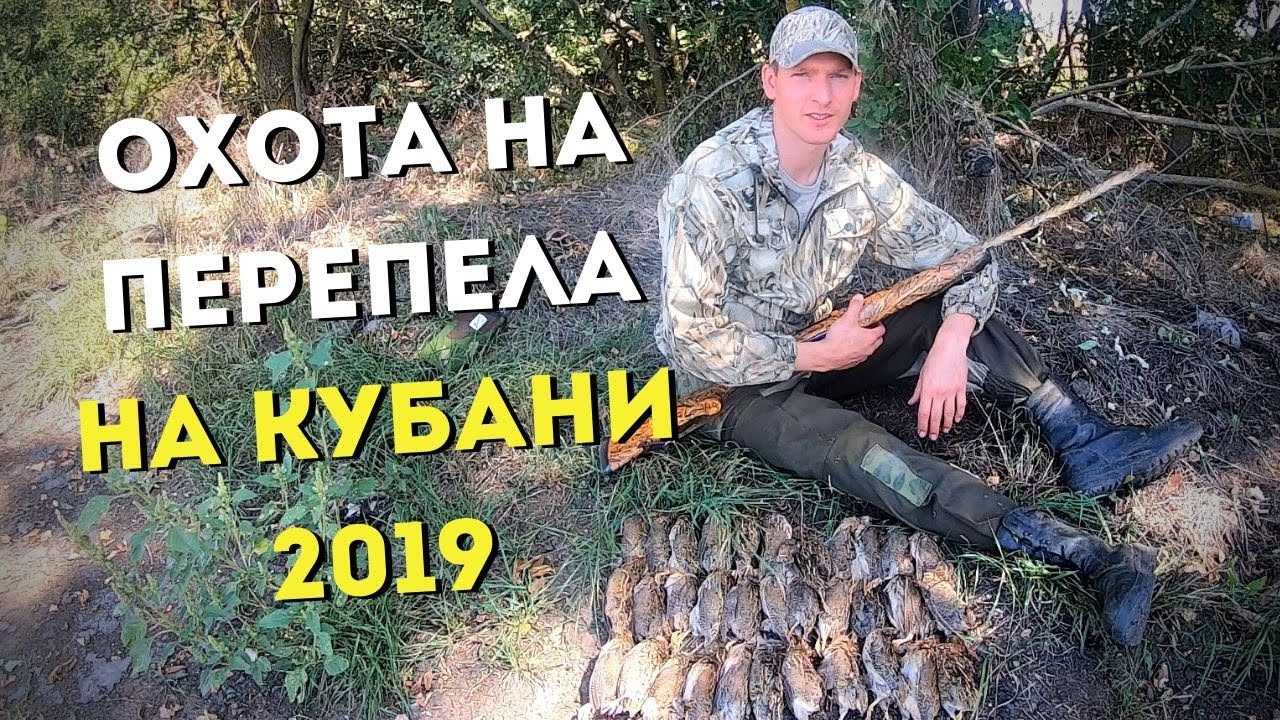 Как охотиться на перепела на Кубани?\\Советы начинающему охотнику\\Славная Охота