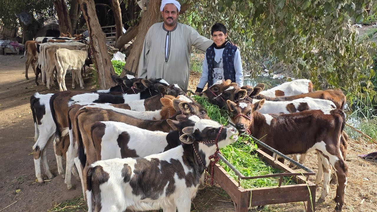 المعلم سعيد نزل باكبر صفقة عجول وعجلات بقر عرباوي من المال الطيب اوي وبسعر يرضي وجه الله ببلاش!!!