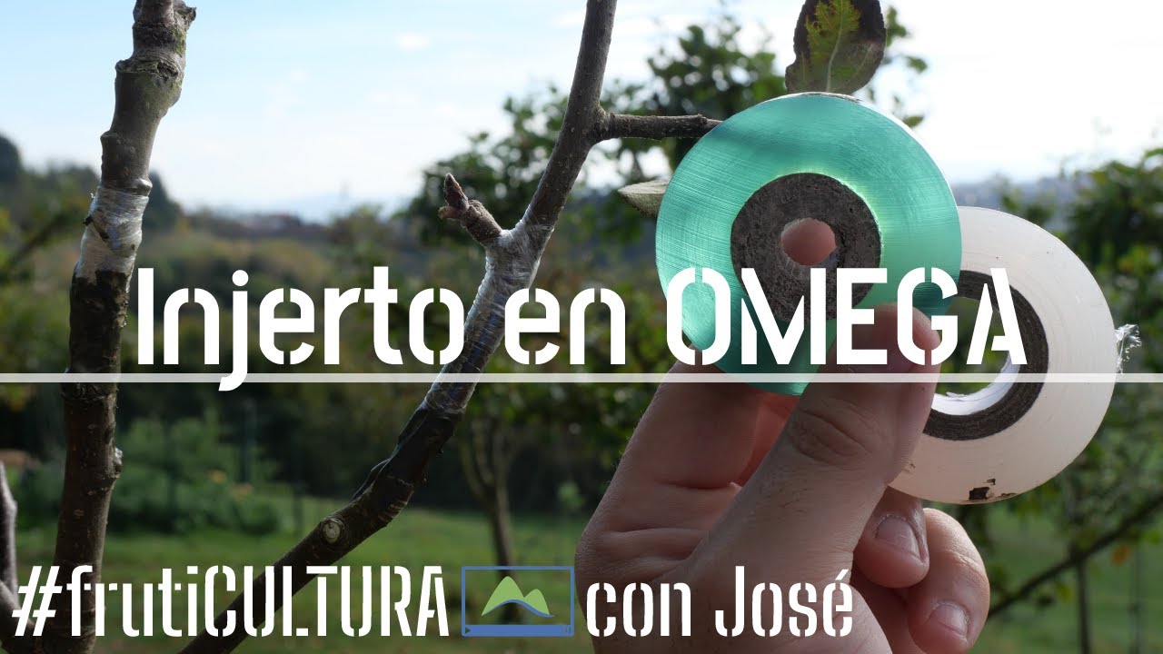 INJERTAR frutales 🍏🍎🍐 en Otoño 🍂 Técnica de OMEGA 3 en 1 🌿 frutiCULTURA #LdN