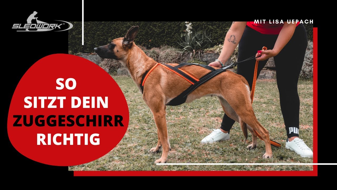 So sitzt dein Zuggeschirr richtig - Anleitung #zughundesport #zuggeschirr #canicross