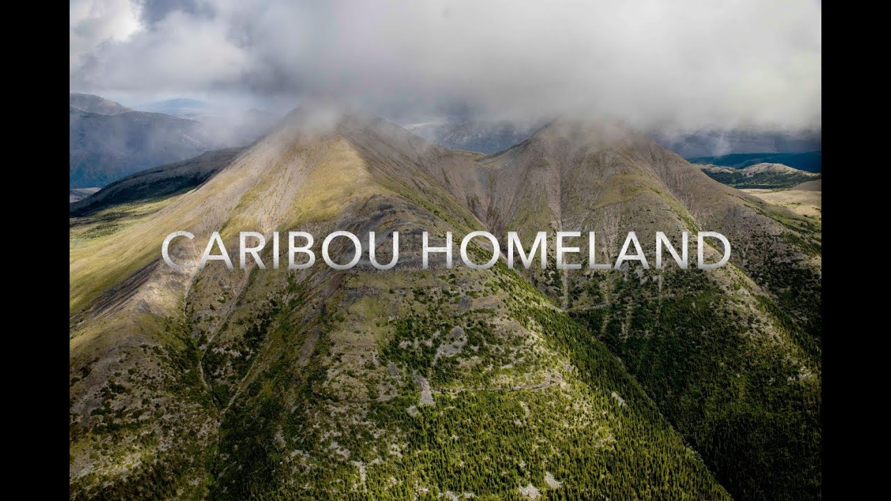 Caribou Homeland