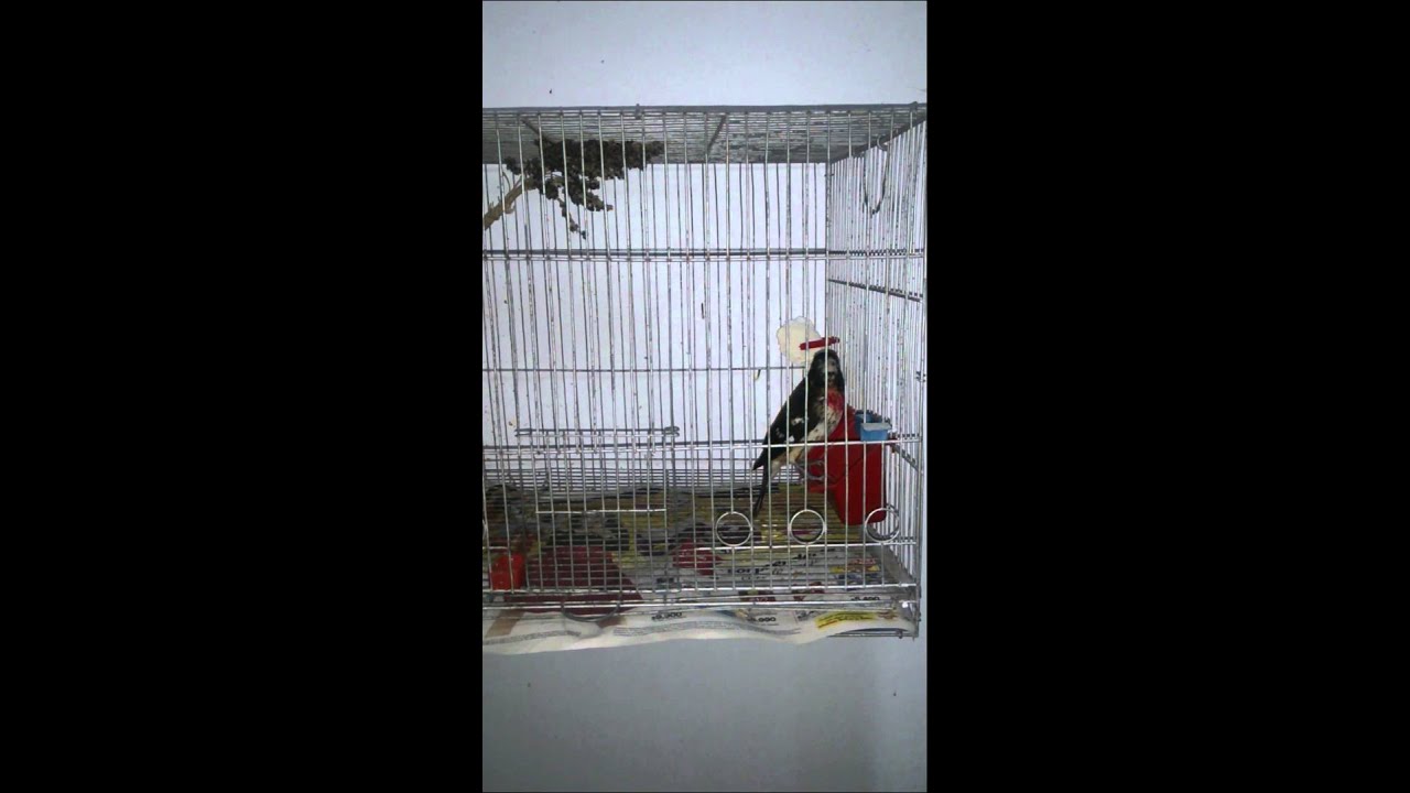 Picogordo degollado cantando