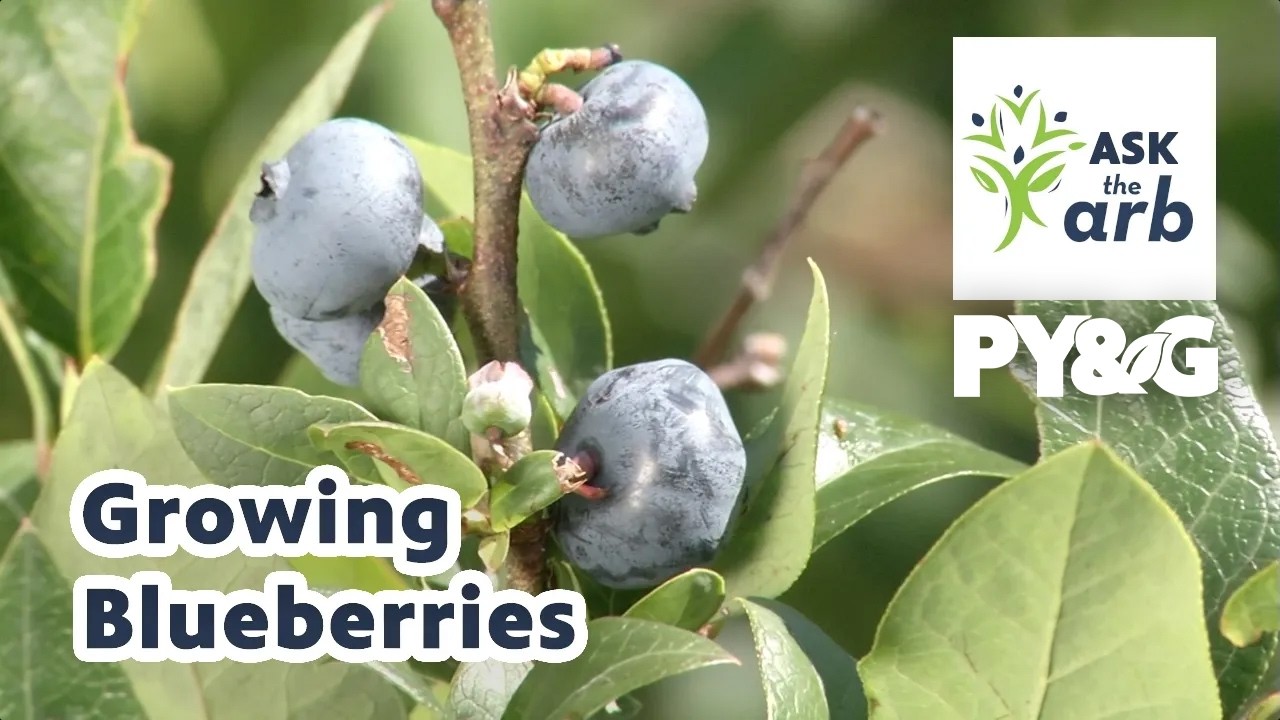 Growing Blueberries | Ask the Arboretum Experts