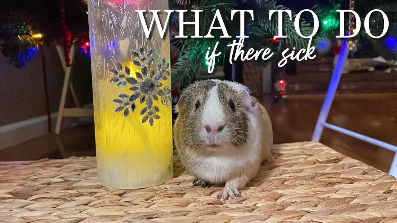 What To Do If Your GUINEA PIG Is Sick || how do you take care of a sick pet? // Pigmas 2021