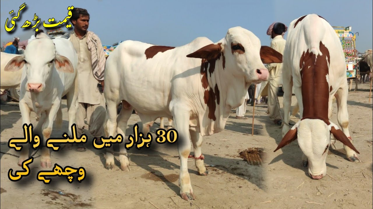 Muhammad pur mandi update beautifull nokra cholistani abluk wachya #03176475990