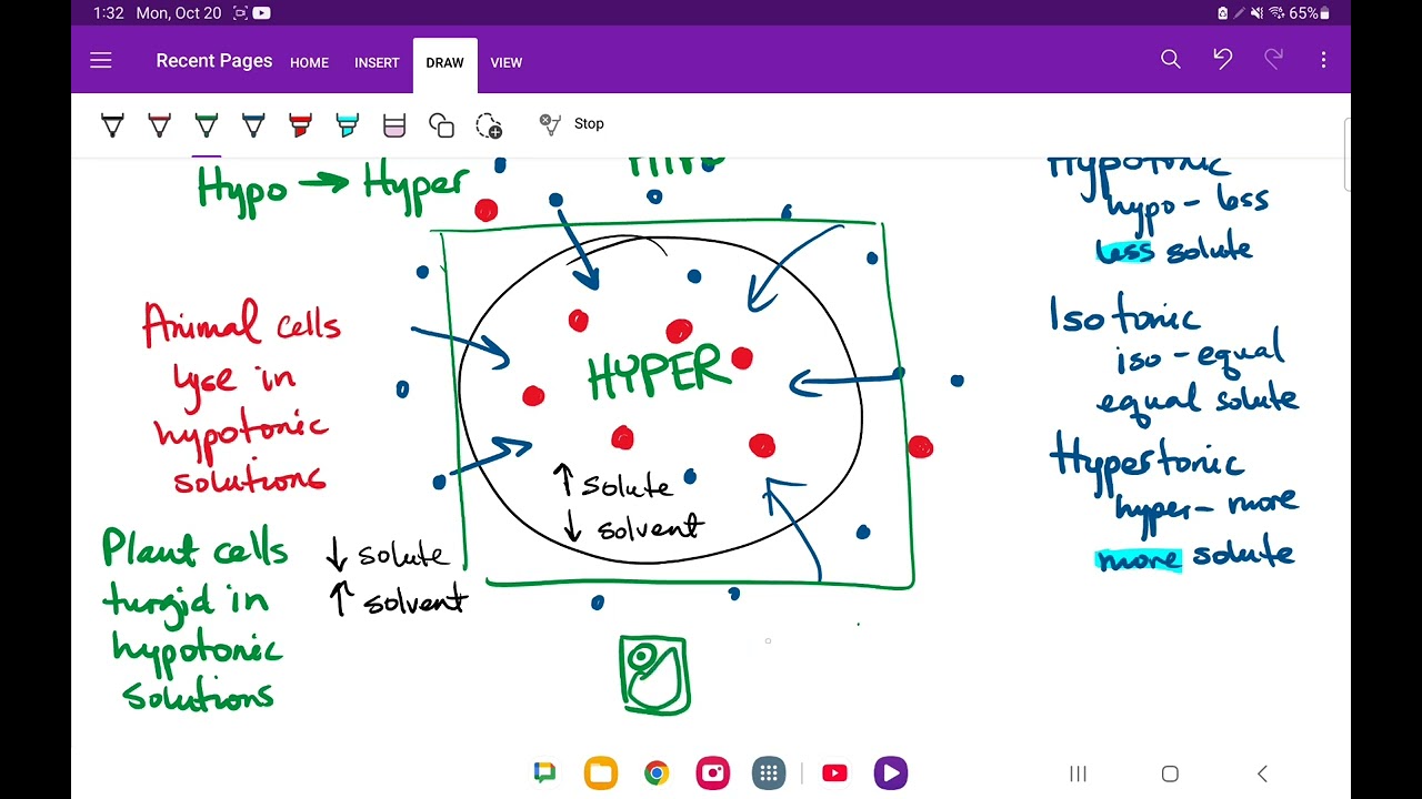 Osmosis In Class Notes