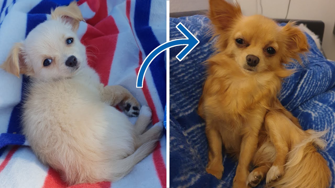 Die ersten Monate meines Chihuahuas - Vom Welpen zum erwachsenen Hund
