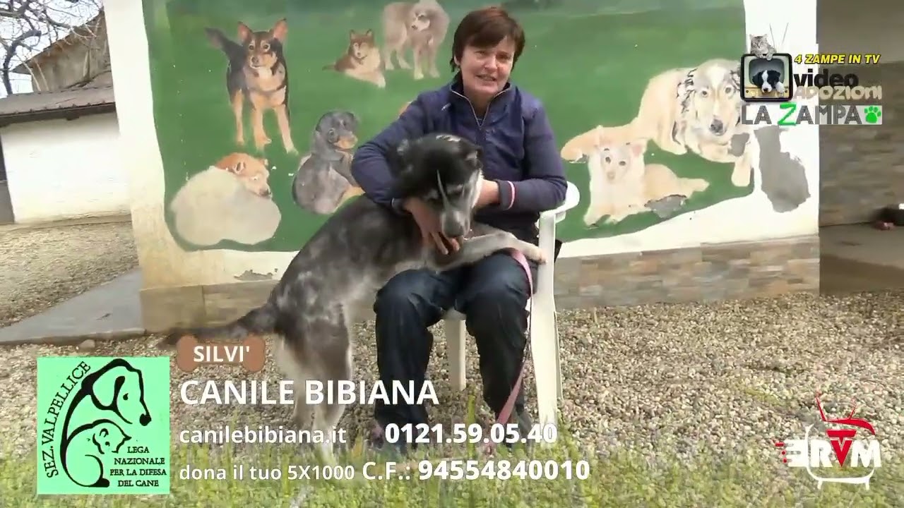 4 zampe tv 1559 LEGA DEL CANE BIBIANA  