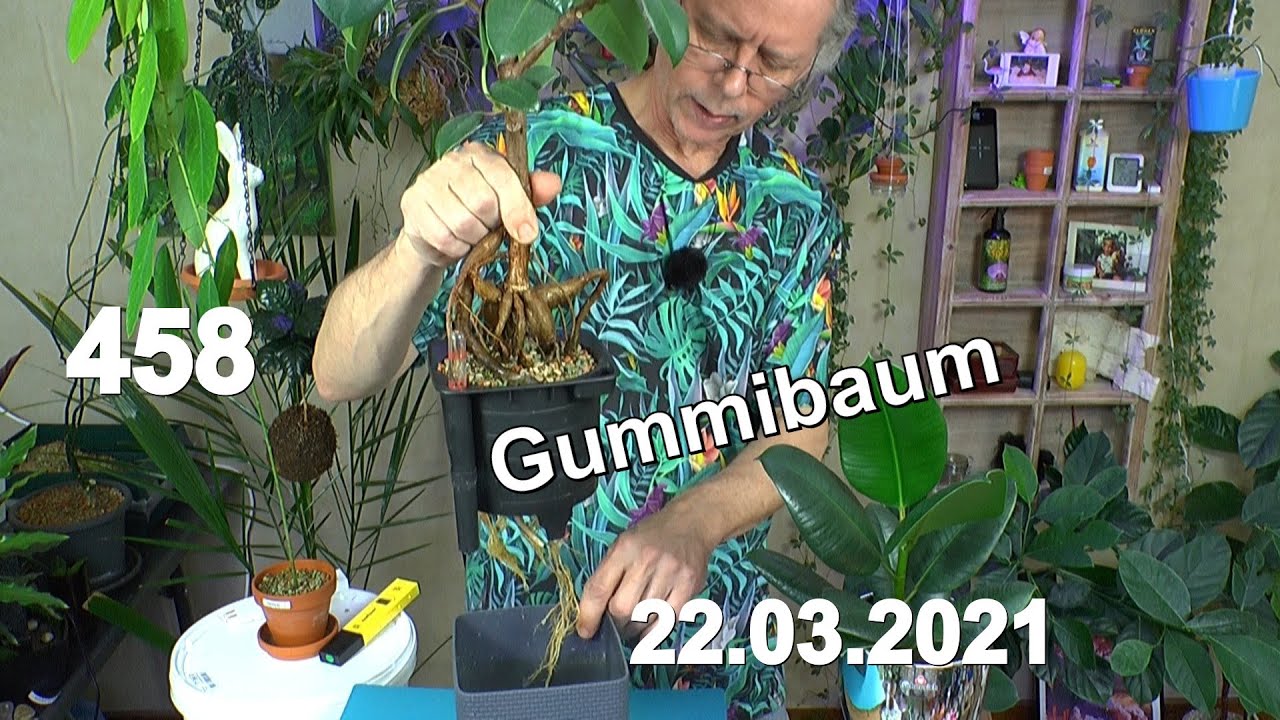 Zimmerpflanzen Gummibaum Spezial. Bonsai und Wasserkultur. Maracuja umpflanzen und mehr Zimmerpflanz
