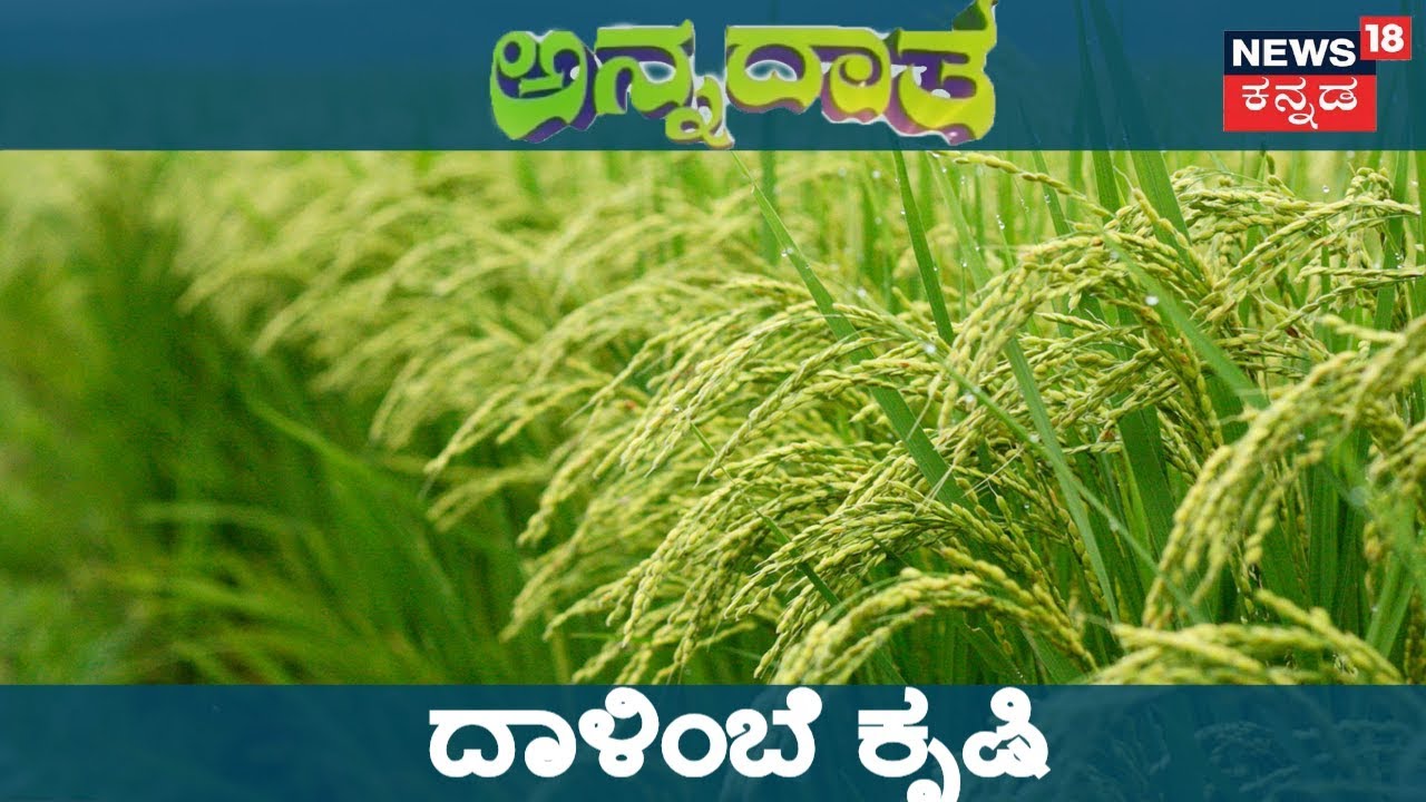 ಅನ್ನದಾತ | Guide To Pomegranate Bacterial Blight Control | Nov 23, 2018