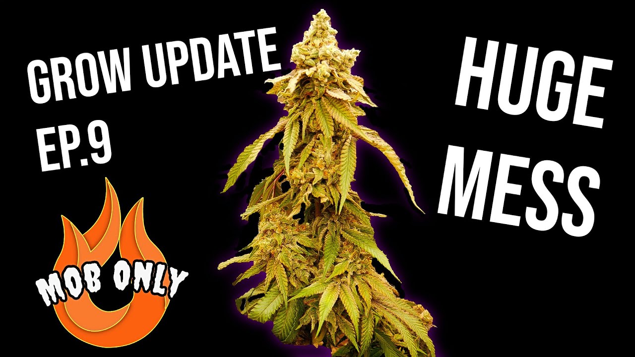 Grow Update 9 - HUGE MESS First Glog Of 2023