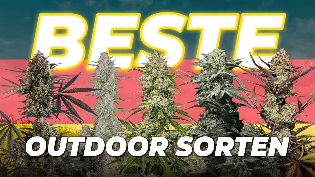 Top 10 Outdoor-Cannabissorten 2025 | Diese Sorten lieben Sonne, Erde und Freiheit | Fast Buds