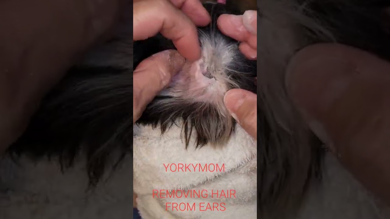 REMOVING EAR HAIR FROM YORKIE EARS
