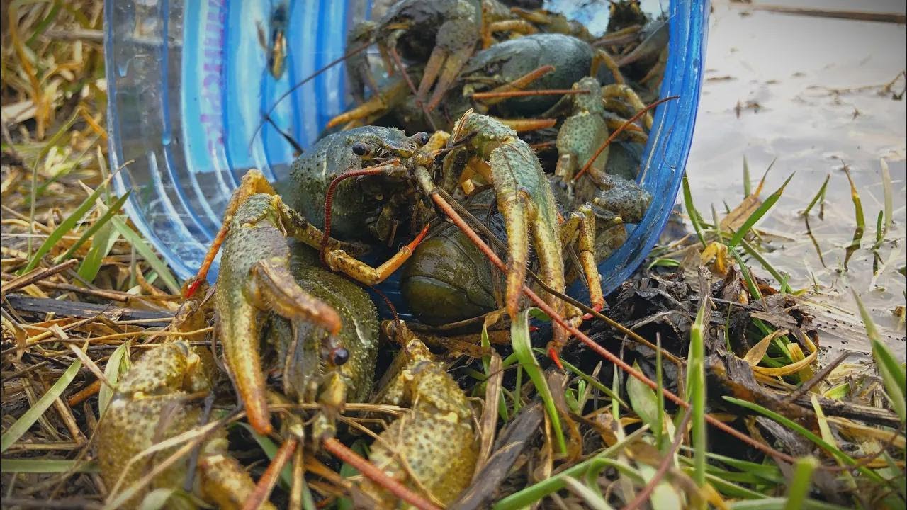 Cómo pescar muchísimos cangrejos y un carassio gigante en una sola salida
