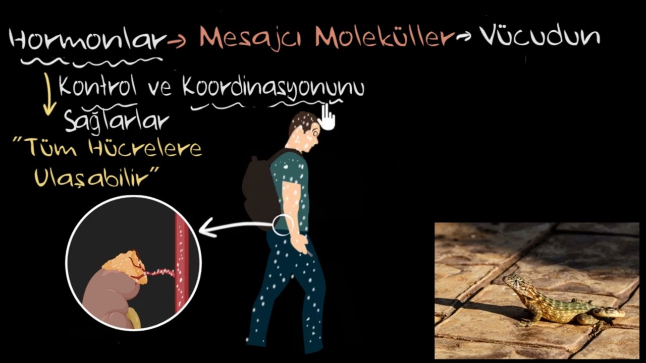 Hormonlara Giriş ve Hormonların Çalışma Mekanizması (Sağlık Bilgisi ve Tıp)