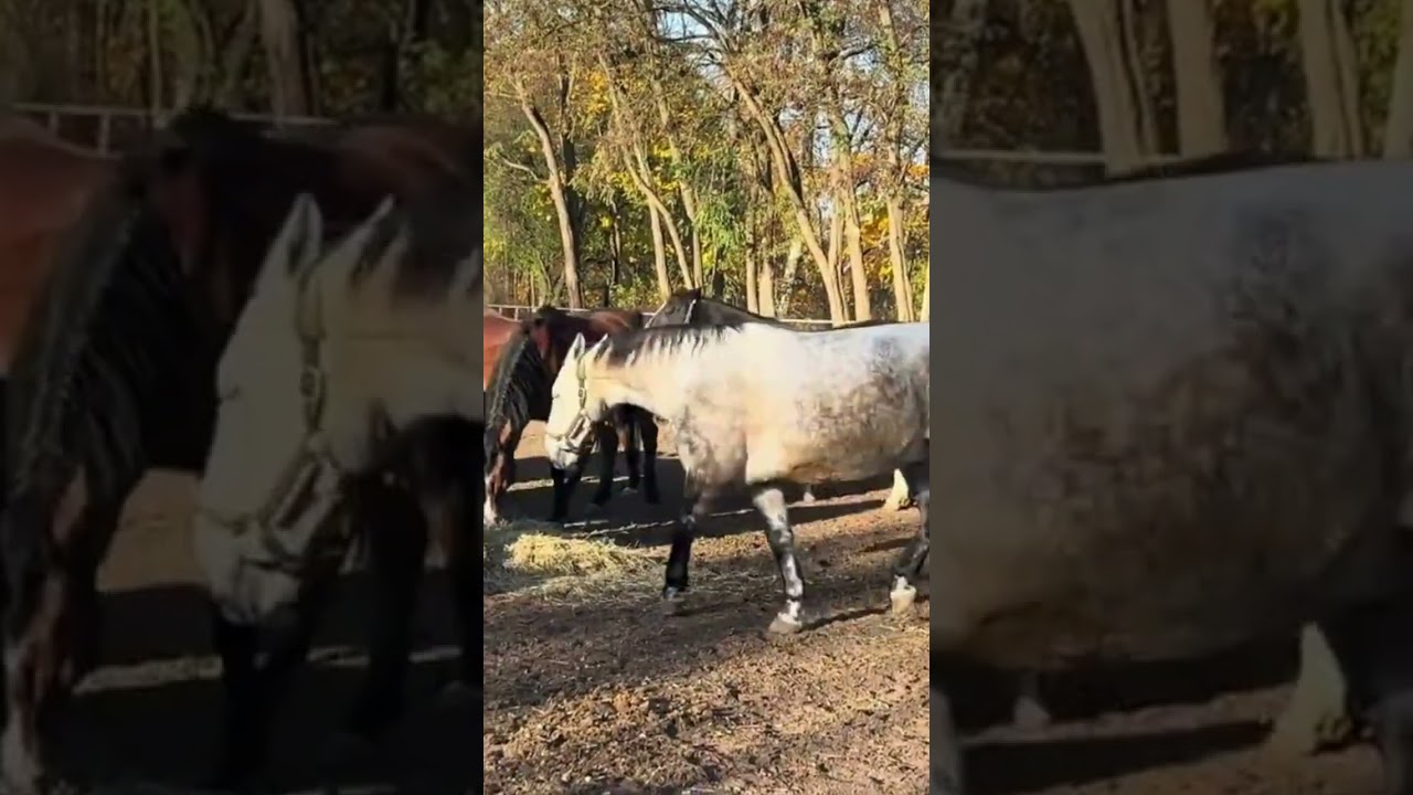 Stallion Reintroduced to Mares | Emotional Horse Reunion & Behavior