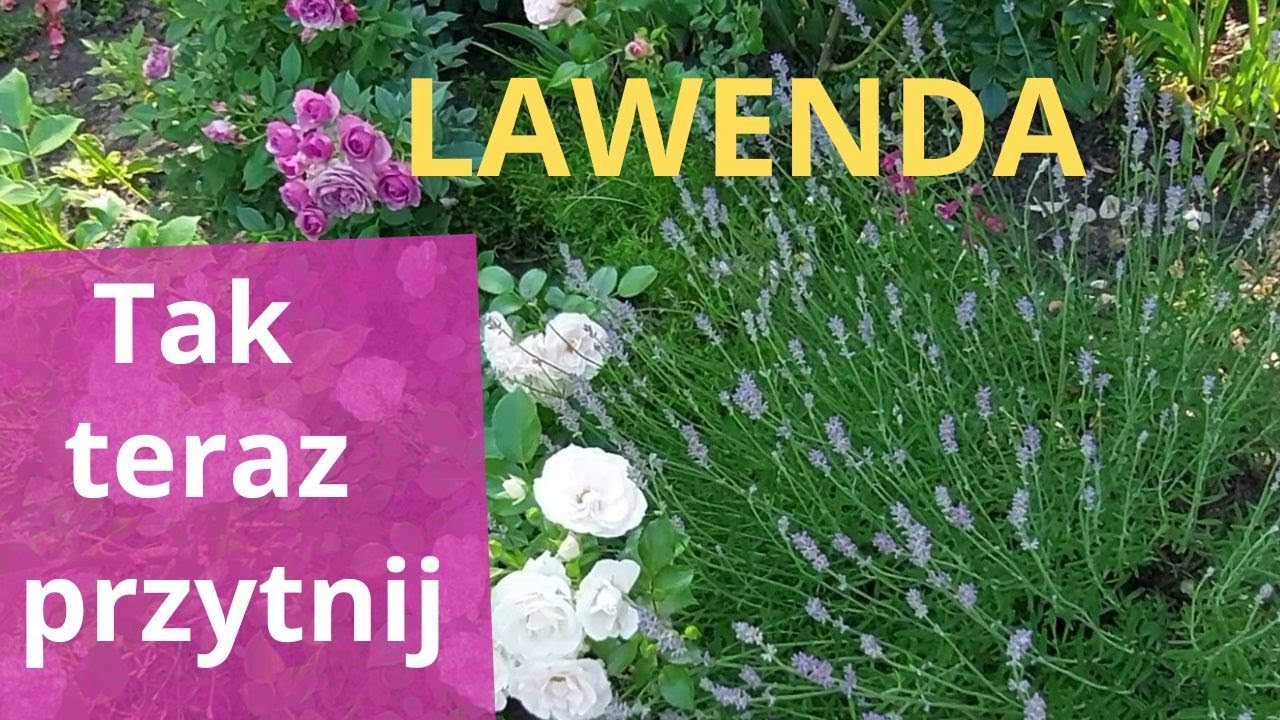 Mega sposoby na gęstą LAWENDĘ, nowa odmiana LAWENDY o pięknych liściach