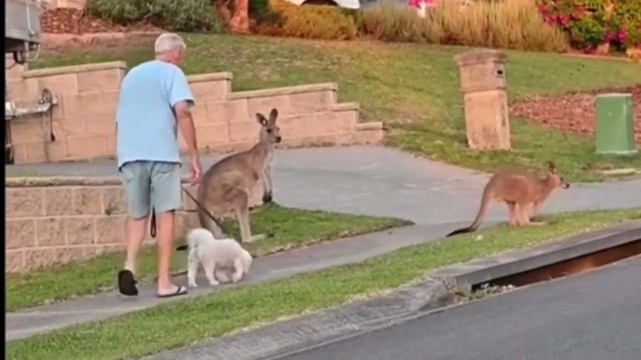 Just Another day in Australia, every day Australia ! #australialife#perth#dailylife 